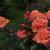 Чайно-гибридные розы: фото, посадка, уход и особенности выращивания Посадка чайно гибридных роз зелено розовых
